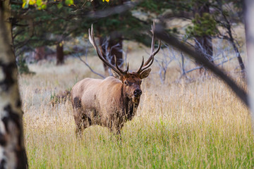 Elk