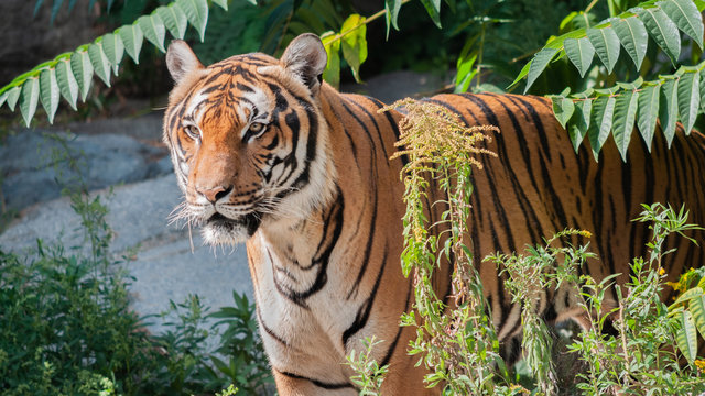 Tiger im Wald