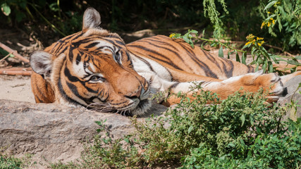 Tiger im Liegen