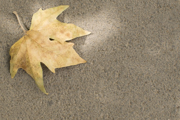 yellow leaf fallen on the asphalt on a sunny autumn day