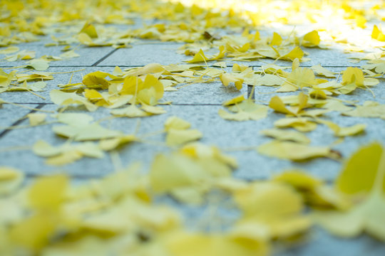 Ginkgo