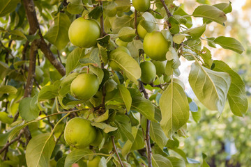 Green apples growing on tree 