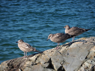 Naklejka premium three seagulls on a rock by the ocean
