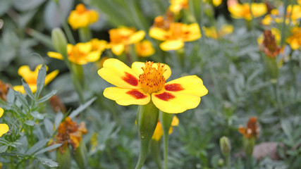 marigold