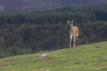 red deer hinds, Cervus elaphus scoticus, grazing on grass with pine forest in background during september in the cairngorms national park.