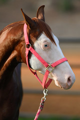 Portrait of a beautiful horse posing in the first rays of the morning light