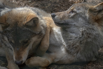 European grey wolf, Canis lupus lupus, showing communal behaviour while resting with young.