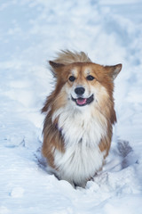 corgi fluffy portrait