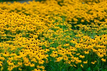 Feld mit Sonnenhüten, Rudbeckia