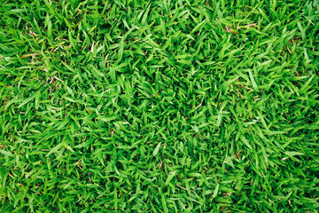 Natural green grass background with vintage filter