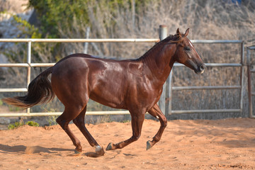 Horse freely running around the field in the farm