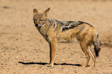 Fototapeta premium One black-backed jackal in the barren landscape of the Kgalagadi Transfrontier Park in South Africa