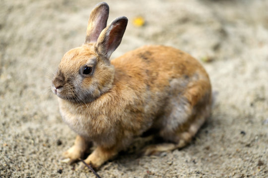 Full body of beige-grey domestic pygmy rabbit (bunny)