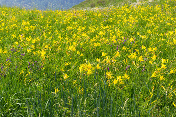 Obraz premium Summer meadow of wild lemon yellow daylilies or Hemerocallis flower. Bright yellow trumpet-shaped flowers growing in mountains