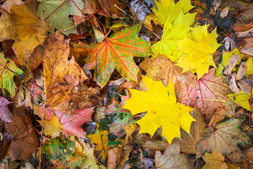 Autumn colorful orange, red and yellow maple leaves as background Outdoor.