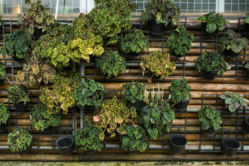 Fototapeta na wymiar Decorating the wall by Ornamental plants , Flower pot hanging on the brick wall