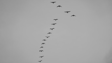 Zugvögel Gänse © m_muc_1968