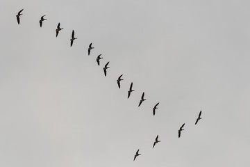 Zugvögel Gänse