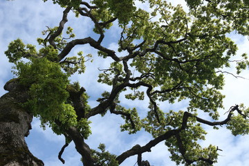 Árvore com o céu como fundo