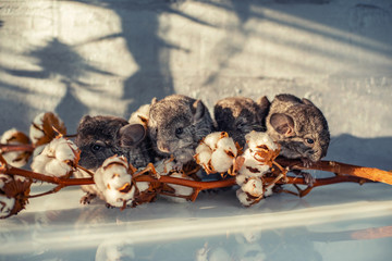 Cute Chinchillas Babies