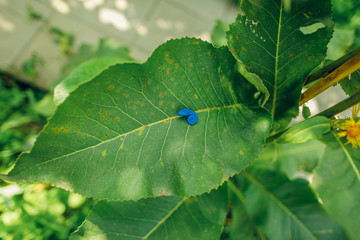 plasticine animals. childrens toy snake