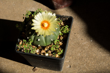 Cactus flower blossom, Cactus blooming in pot on floor