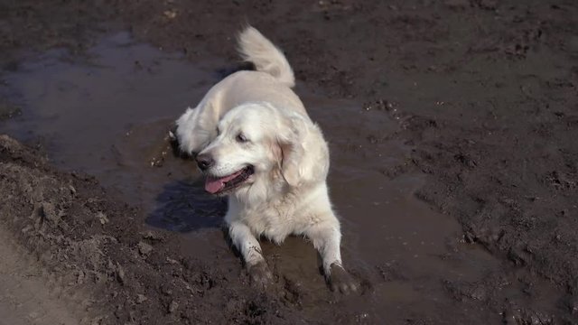 Funny video - a beautiful thoroughbred dog with joy lying in a muddy puddle