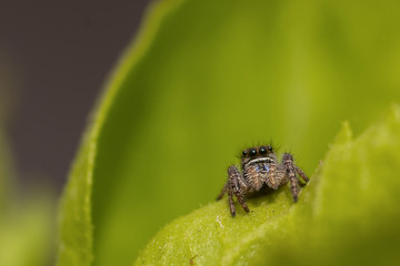 A Jumping Spider hunts in the leaves and branches of a Hibiscus