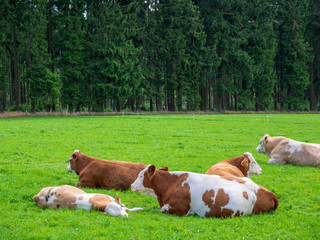 Resting cows