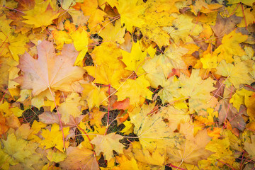 Autumn colorful orange, red and yellow maple leaves as background Outdoor.
