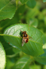 Schwebfliege (Syrphidae)