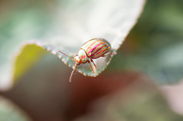 Scarab beetle on he edge of a leaf 