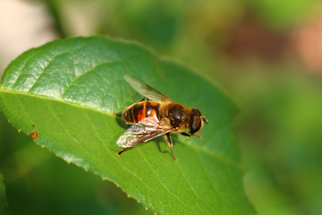Fototapeta premium Schwebfliege (Syrphidae)