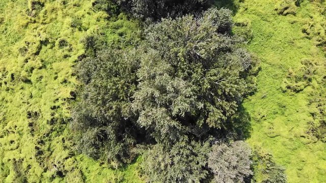 zoom in to the top of the tree on green wetland, aerial footage