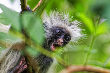 Zanzibar red colobus monkey. Zazibar, Tanzania.