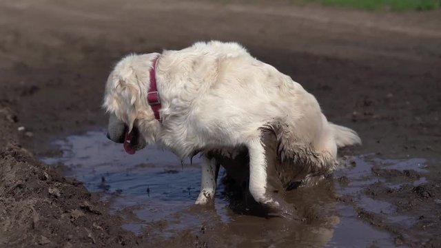 Funny video - a beautiful thoroughbred dog with joy lying in a muddy puddle