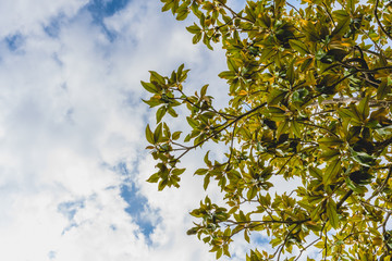 Magnolia leaves with clouds in the background.