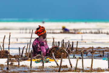 Woman working in sea weed plantation. Paje, Zanzibar, Tanzania.