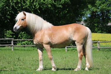 beautiful haflinger horse is standing on a paddock in the sunshine