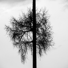 Tree silhouette