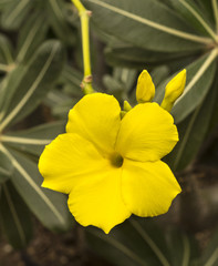 Elephants foot plant (Pachypodium rosulatum) blossom. Botanical Garden, kit, Karlsruhe, Germany,...