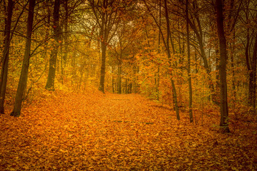 Goldener Herbst, Landschaft, Landschaftsbild