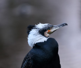 Kormoran