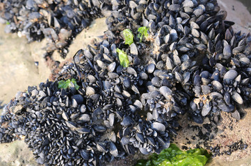 background of black mussels on the rock