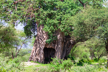 Baobab tree. Arusha, Tanzania.