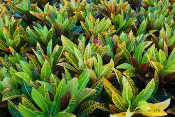 Obraz premium Colorful garden croton leaves background. (Codiaeum variegatum)