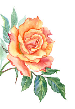 Orange rose, watercolor drawing on white background, isolated with clipping path.