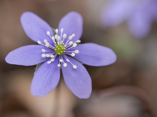 Anemone hepatica