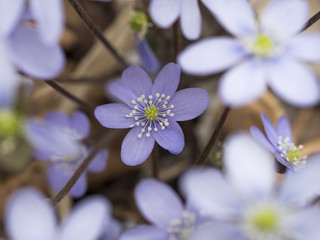 Anemone hepatica