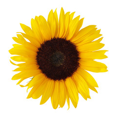 Sunflower, isolated on a white background